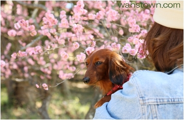 春の暖かい日差しの中、飼い主さんと一緒に満開の桜を見に行きました。